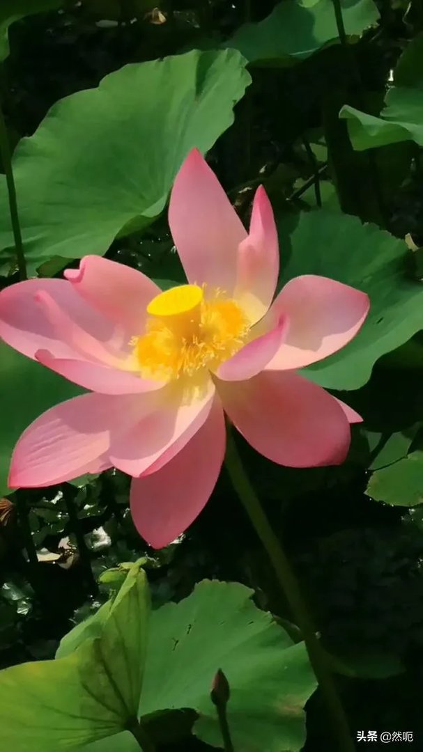 普通人怎么拍出好看的照片?