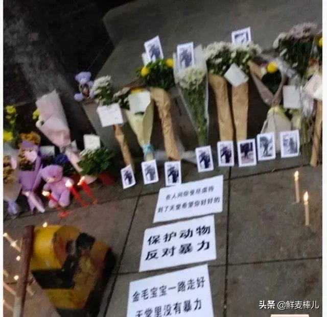 金毛护主被活活打死，除了心痛，肇事者应该接受怎样的制裁？