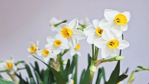 水仙花有毒吗