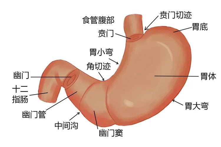 胃的图片及胃的部位的名称