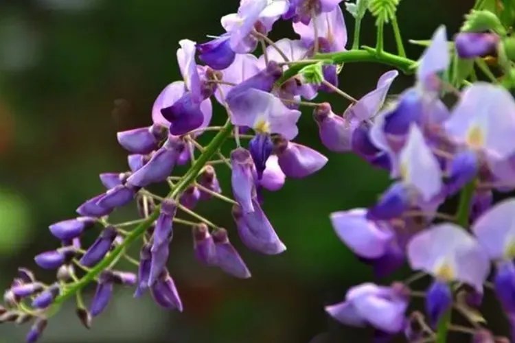 葛花图片大全