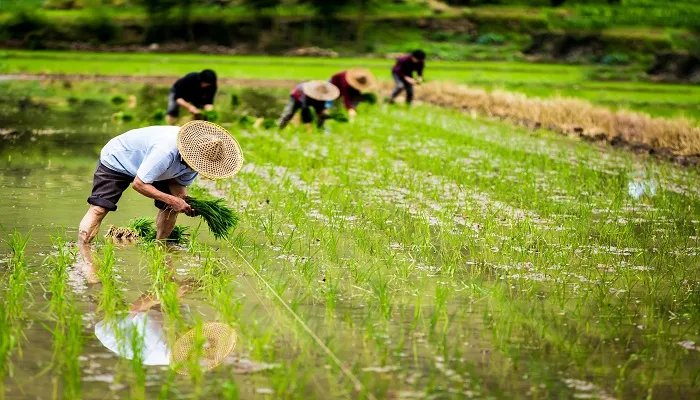 四时田园杂兴三十一意思 四时田园杂兴三十一的意思