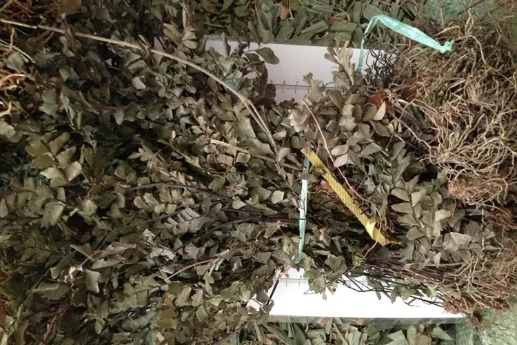 猪鬃草图片