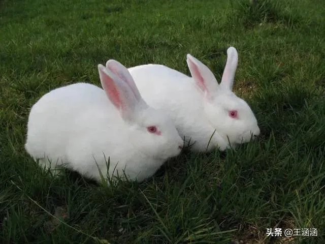 肉兔的品种有哪些?