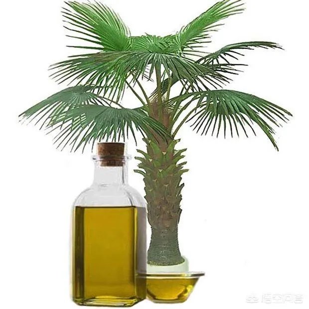 发酵棕榈粕到底有多好？如何使用？