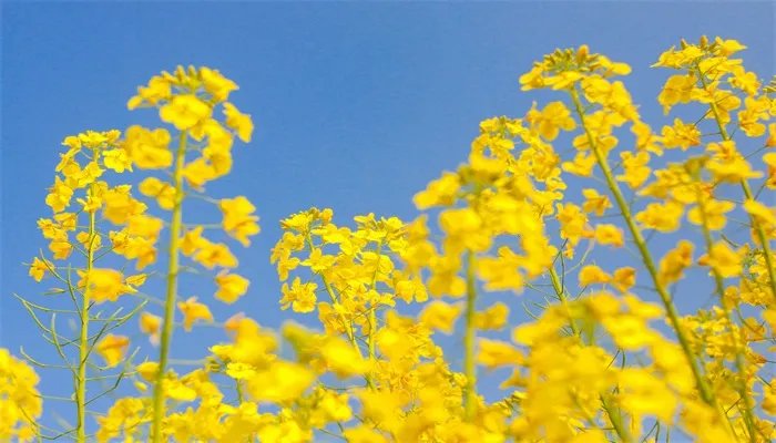 油菜花的花语 油菜花的花语是什么