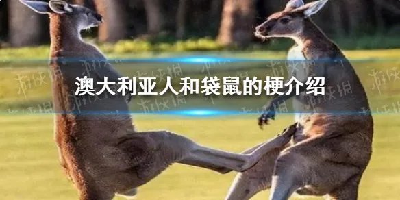 澳大利亚袋鼠是什么梗 澳大利亚人和袋鼠的梗