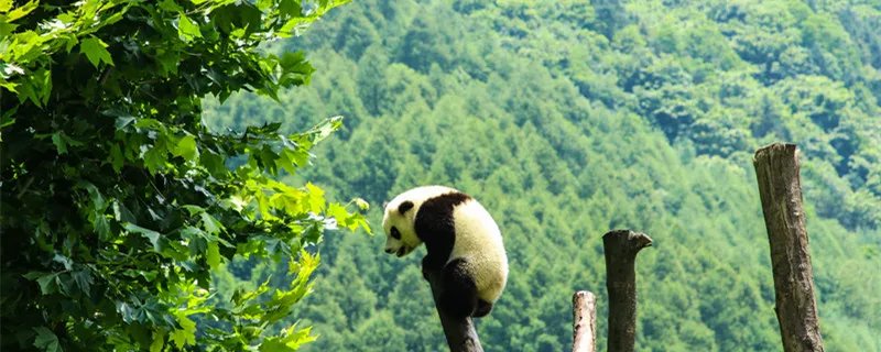大熊猫的习性 大熊猫的习性有哪些