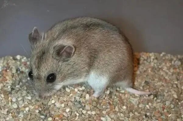 世界八大知名宠物鼠品种,龙猫上榜,第一可以在树与陆地间滑行