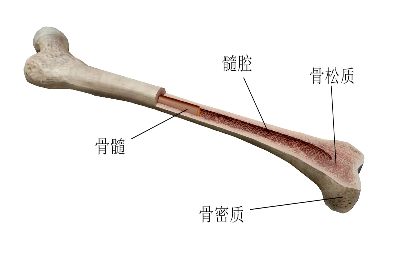 人体骨骼图片