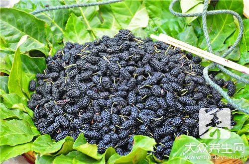 桑树叶泡水喝注意什么?