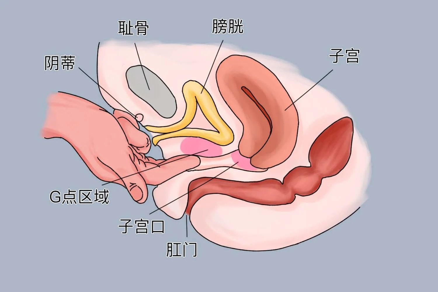 女性G点的位置到底在哪