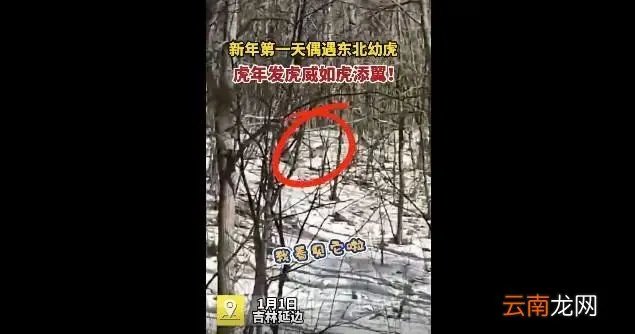 女子兜风偶遇肉乎乎的小东北虎,还挺可爱的,视频为证!