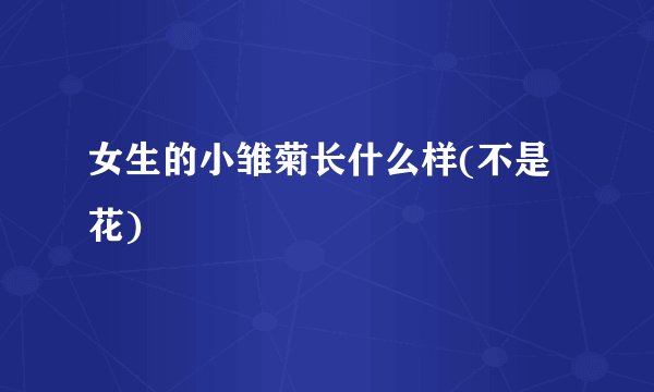 女生的小雏菊长什么样(不是花)