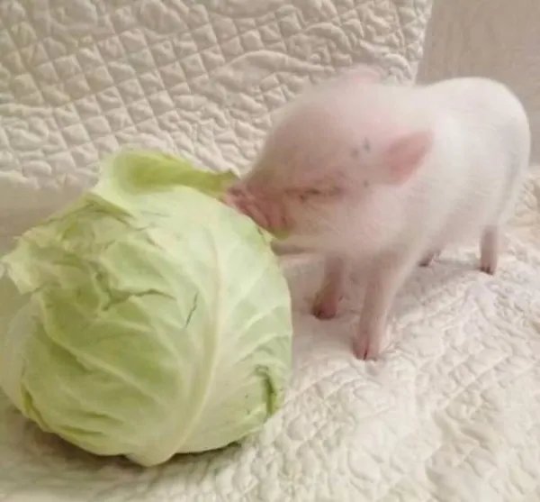 抖音小猪拱白菜情侣头像分享