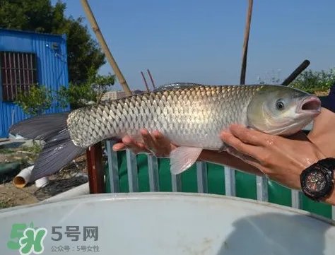 脆肉鲩是什么鱼?脆肉鲩口感为什么是脆的