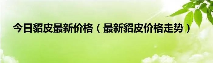 今日貂皮最新价格（最新貂皮价格走势）