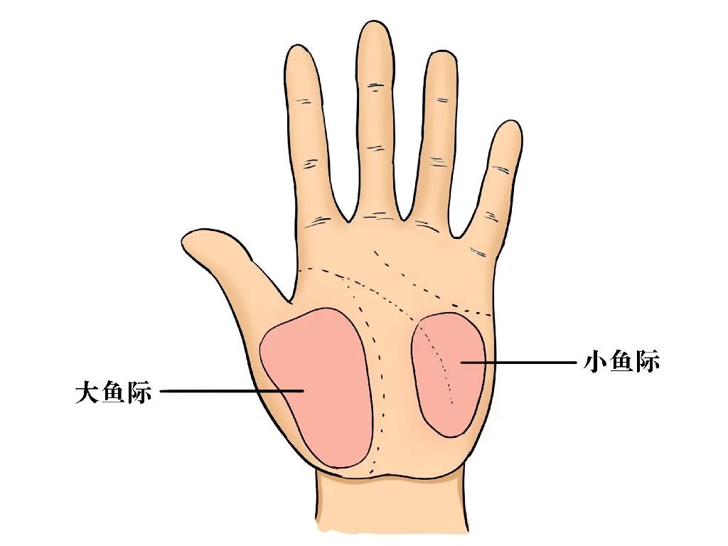 肝掌高清图片