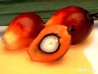 发酵棕榈粕到底有多好？如何使用？