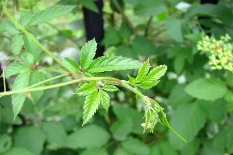 绞股蓝草药图片