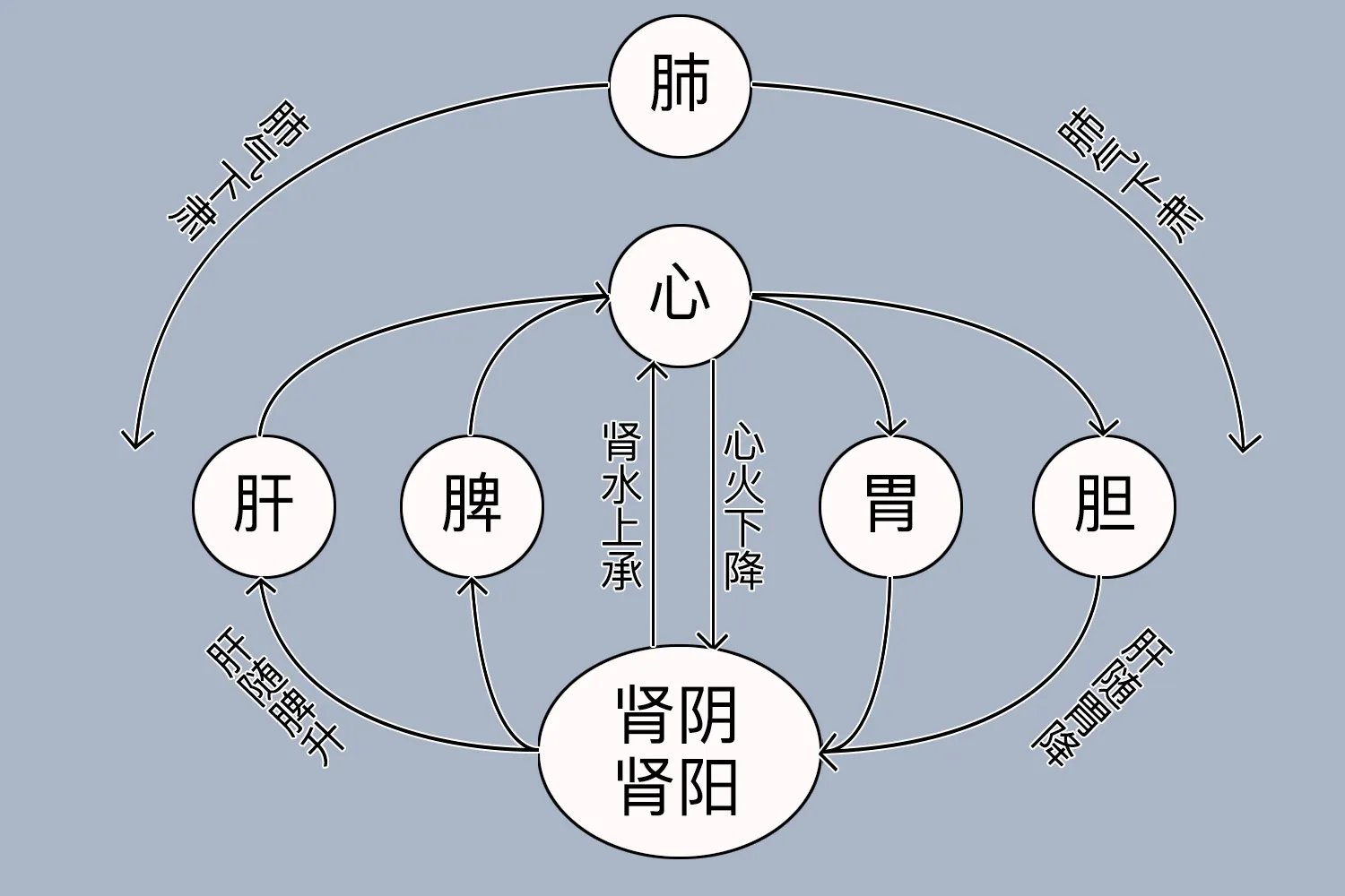 五脏六腑运行图