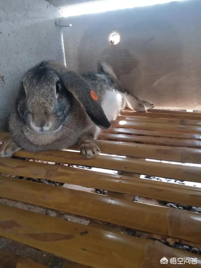 肉兔的品种有哪些?
