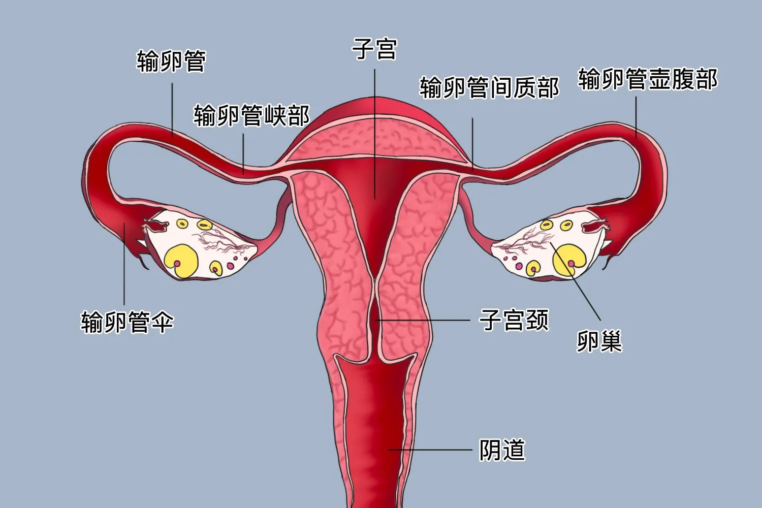 健康子宫图片