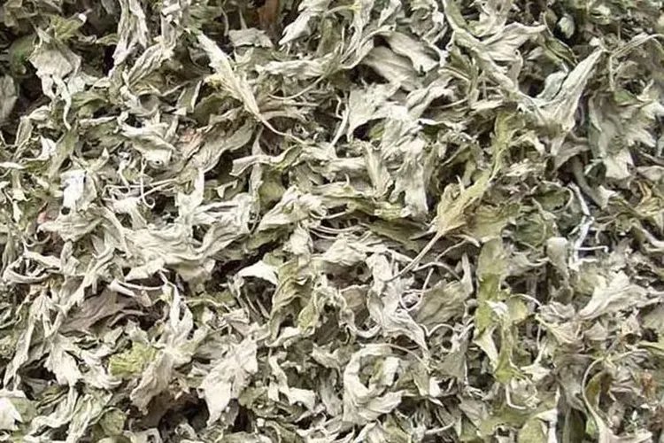 艾草的图片