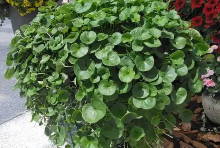 小金钱草图片