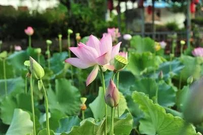 莲子芯泡茶有什么功效 多喝莲子芯泡茶有什么好处