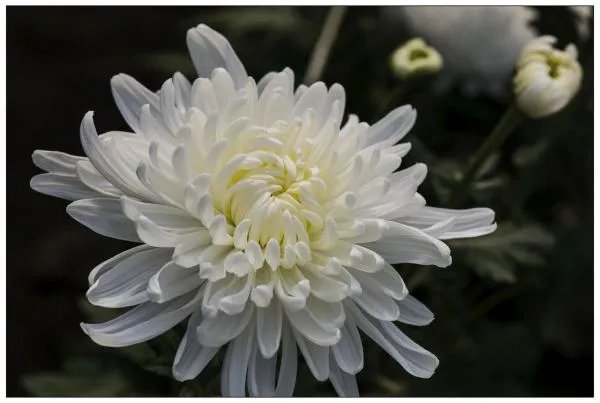 白菊花图片
