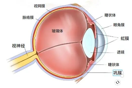 眼球构造图解