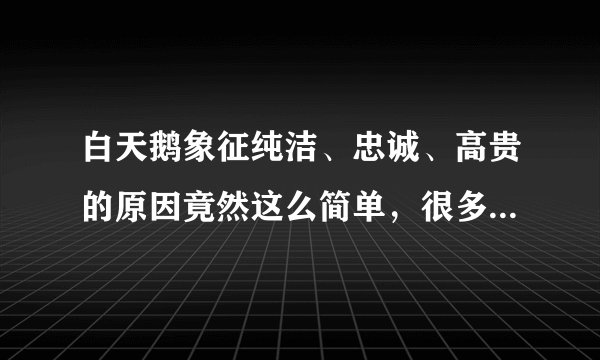 白天鹅象征纯洁、忠诚、高贵的原因竟然这么简单,很多人都不知道