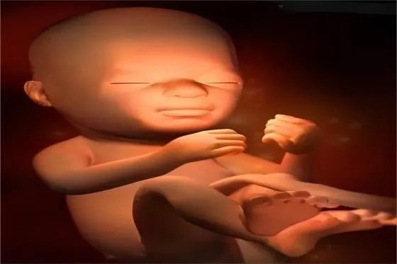 胎儿四维图