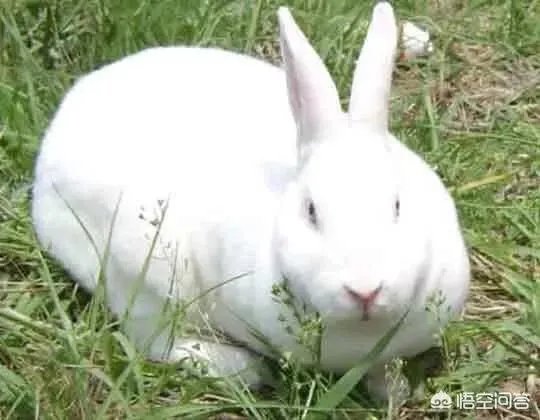 肉兔的品种有哪些?