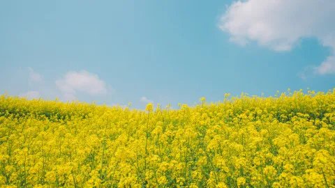 国家食用油等级标准