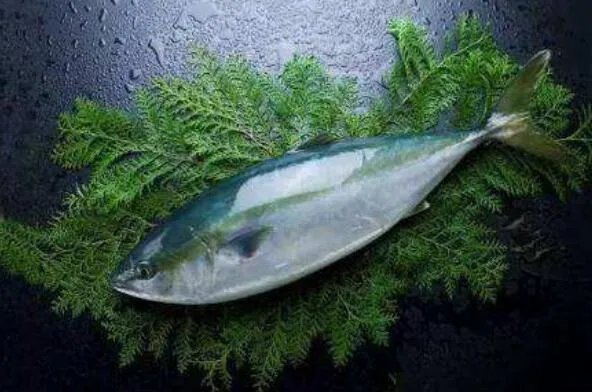 世界上最贵的十种鱼 波纹唇鱼上榜,第七被誉为“冰海之皇”