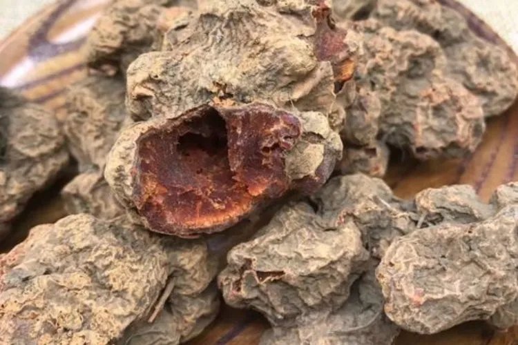 朱砂莲全草图片