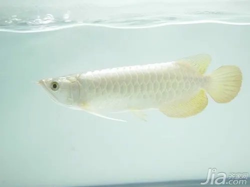 什么是白金龙鱼 白金龙鱼与银龙鱼的区别