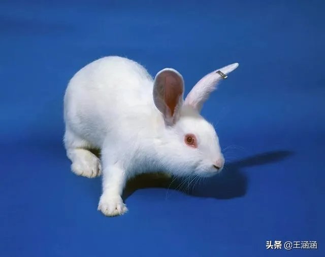 肉兔的品种有哪些?