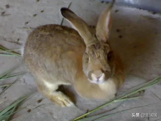 肉兔的品种有哪些?
