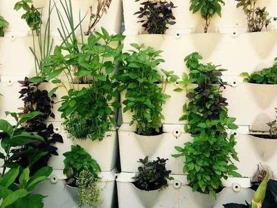 功能性消化不良中医治疗