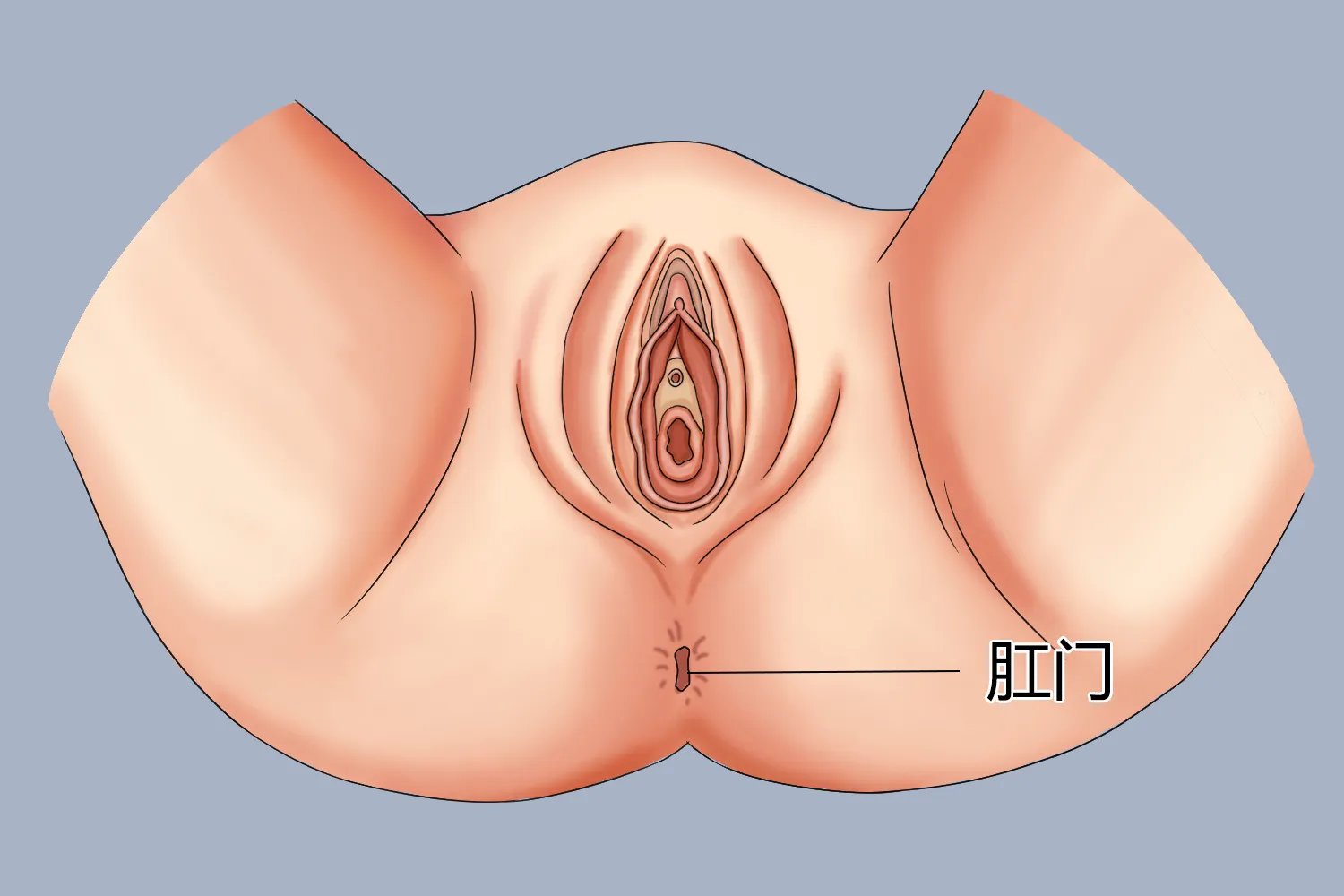 正常肛门图片