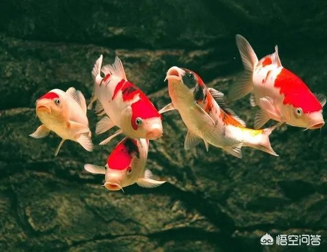 为什么很多人相信微博上面的锦鲤大王会带给他们好运?
