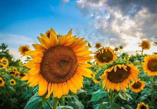 太阳花的花语大全 太阳花要怎么种