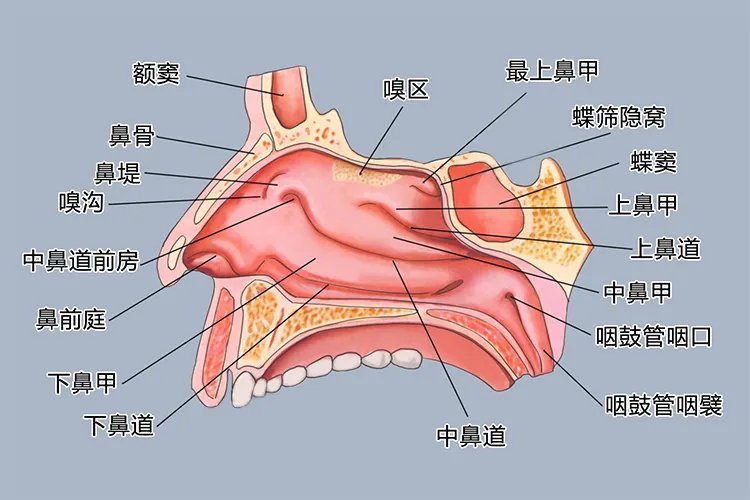 鼻腔结构图