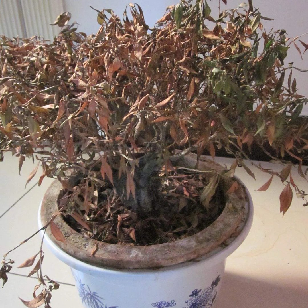 客厅放什么花风水好 客厅植物摆放风水禁忌