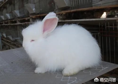 肉兔的品种有哪些?