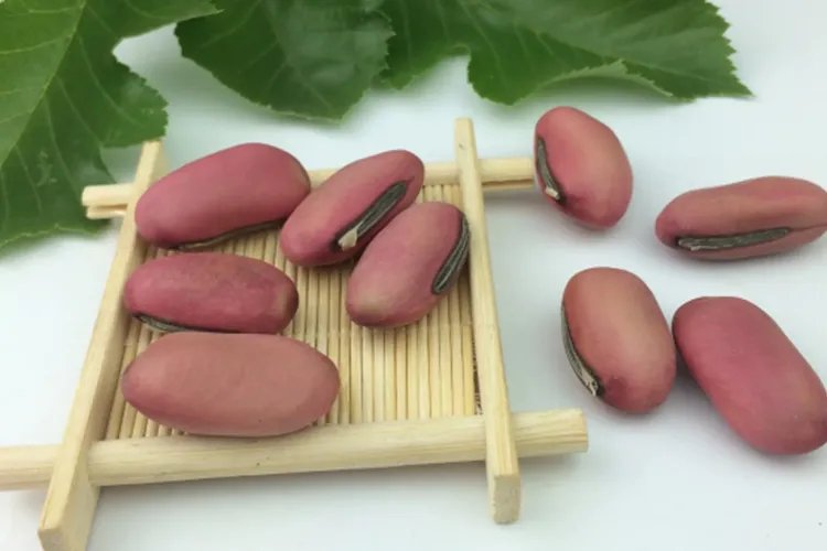 刀豆图片