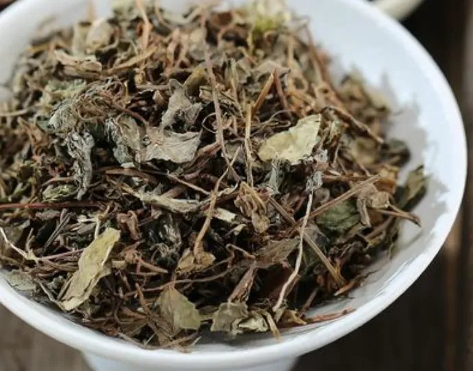 小金钱草图片